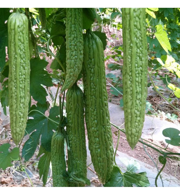Momordica Charantia