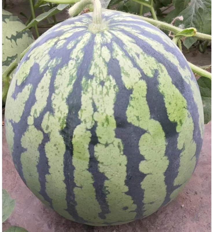 watermelon super beautiful