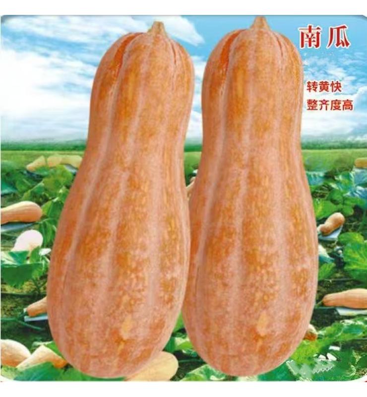 pumpkin honey